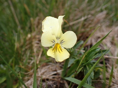 Viola lutea