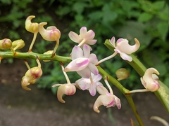 Aerides odorata