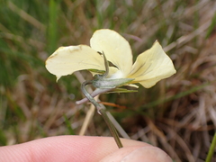 Viola lutea