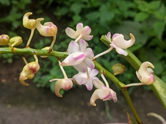 Aerides odorata