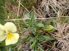 Viola lutea