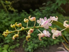 Aerides odorata