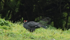 Crossoptilon auritum