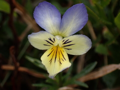 Viola lutea