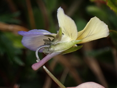 Viola lutea