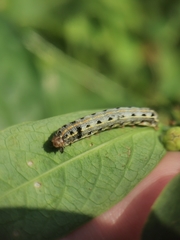 Spodoptera