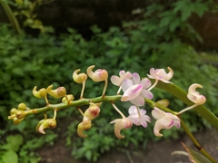 Aerides odorata