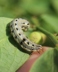 Spodoptera