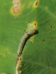 Spodoptera