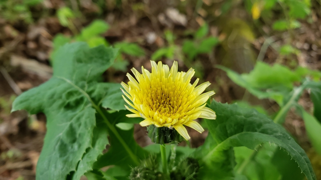 Sonchus oleraceus, Washington, US