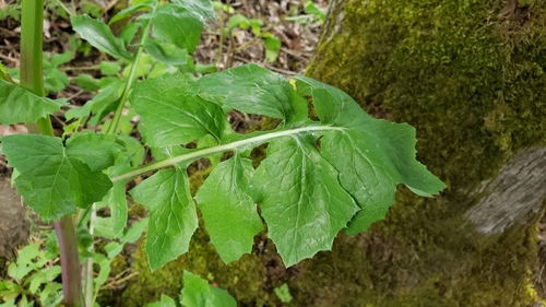 Sonchus oleraceus