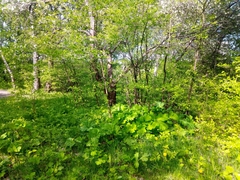 Heracleum sosnowskyi