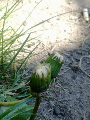 Taraxacum officinale