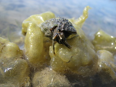 Clibanarius taeniatus