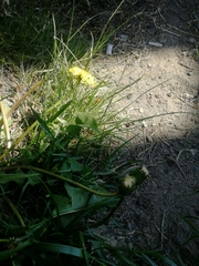 Taraxacum officinale