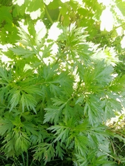 Artemisia vulgaris