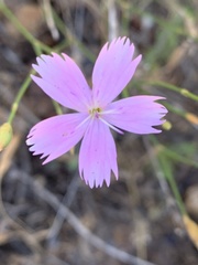 Dianthus charidemi