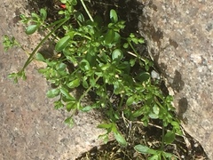 Polycarpon tetraphyllum