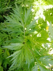 Artemisia vulgaris