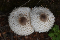 Leucoagaricus nympharum