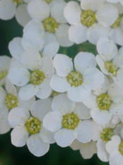 Spiraea