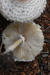 Leucoagaricus nympharum
