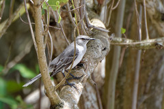 Mimus gilvus