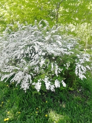 Spiraea