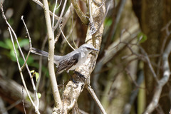 Mimus gilvus