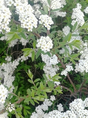 Spiraea