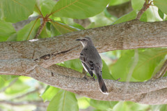 Mimus gilvus