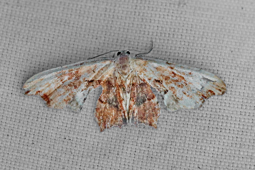Epiplema illota