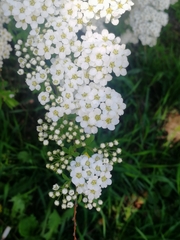 Spiraea