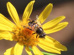 Eristalinus modestus