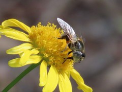 Eristalinus modestus