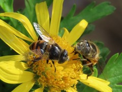 Eristalinus modestus