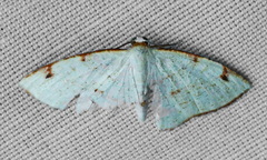 Microxydia orsitaria
