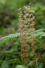Neottia acuminata