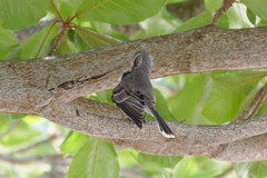Mimus gilvus