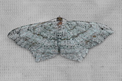 Psamatodes abydata