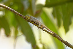 Anolis roquet
