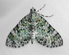 Spargania privernaria