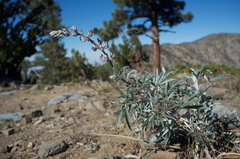 Lupinus elatus