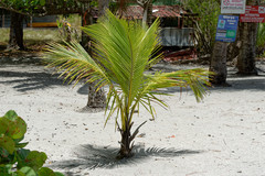 Cocos nucifera