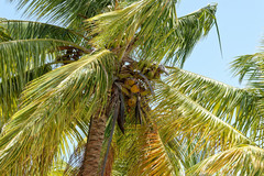 Cocos nucifera