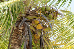 Cocos nucifera