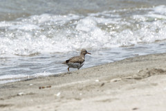 Actitis macularius
