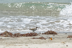 Actitis macularius