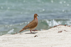 Zenaida aurita