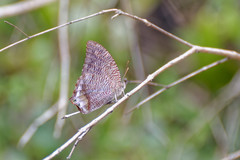 Memphis verticordia